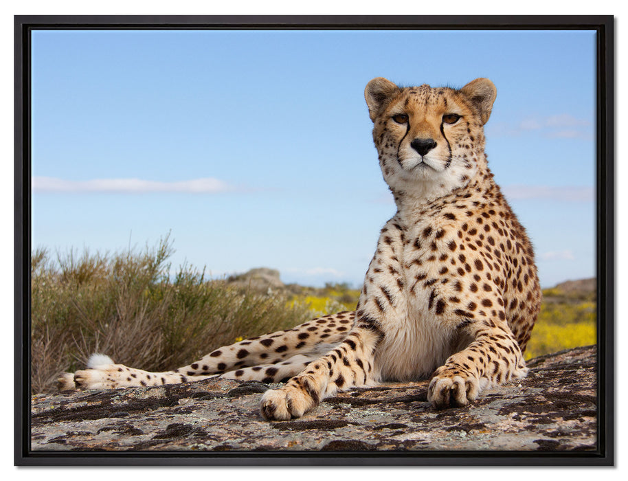 Gepard in Savanne auf Leinwandbild gerahmt Größe 80x60