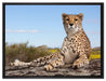 Gepard in Savanne auf Leinwandbild gerahmt Größe 80x60