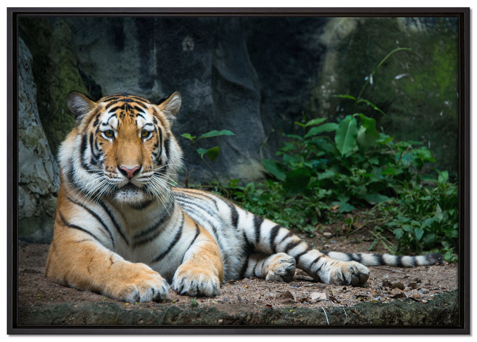 Liegender Tiger auf Leinwandbild gerahmt Größe 100x70