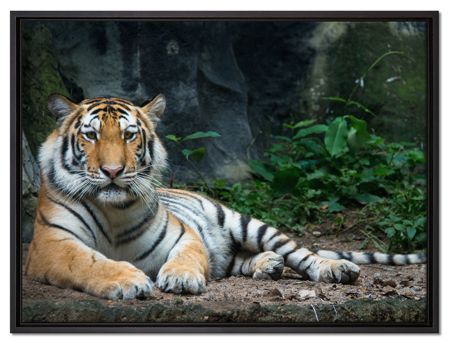 Liegender Tiger auf Leinwandbild gerahmt Größe 80x60