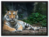 Liegender Tiger auf Leinwandbild gerahmt Größe 80x60