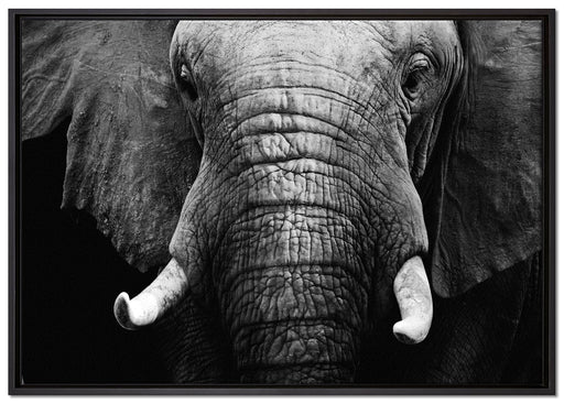 Elefant Porträt auf Leinwandbild gerahmt Größe 100x70