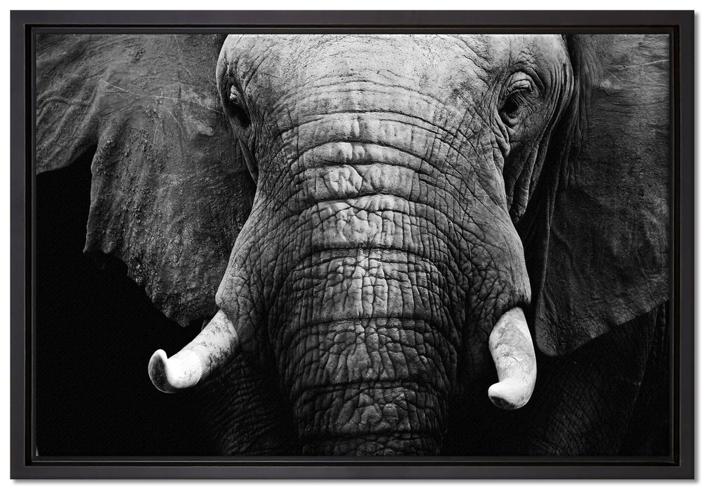 Elefant Porträt auf Leinwandbild gerahmt Größe 60x40