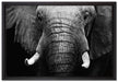 Elefant Porträt auf Leinwandbild gerahmt Größe 60x40