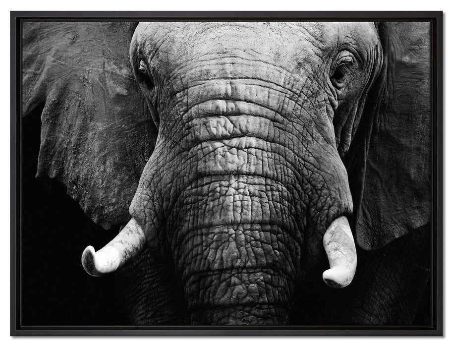 Elefant Porträt auf Leinwandbild gerahmt Größe 80x60