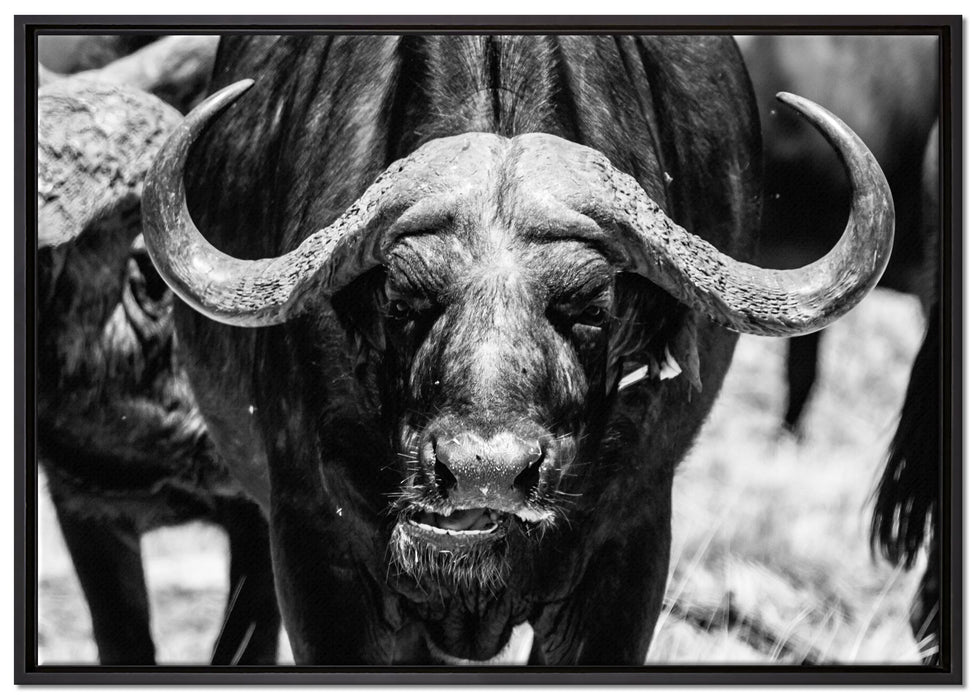 Wasserbüffel auf Leinwandbild gerahmt Größe 100x70