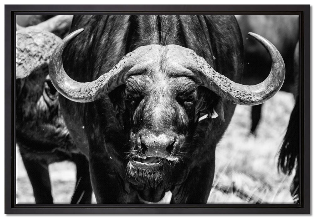 Wasserbüffel auf Leinwandbild gerahmt Größe 60x40