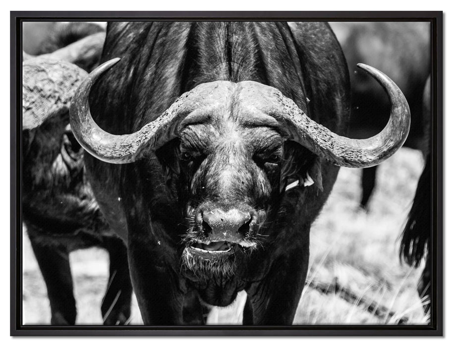 Wasserbüffel auf Leinwandbild gerahmt Größe 80x60