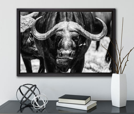 Wasserbüffel auf Leinwandbild gerahmt mit Kirschblüten