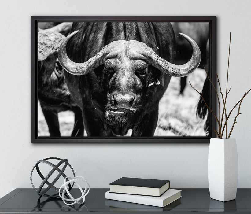 Wasserbüffel auf Leinwandbild gerahmt mit Kirschblüten