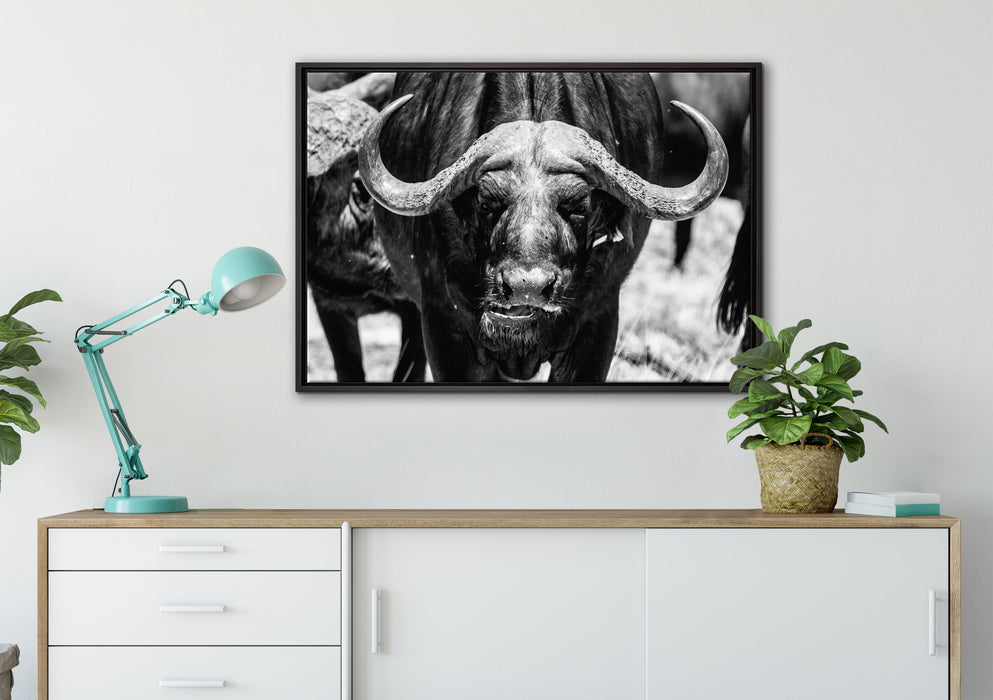 Wasserbüffel auf Leinwandbild gerahmt verschiedene Größen im Wohnzimmer