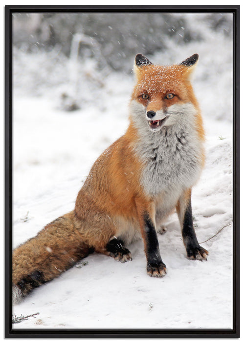 Fuchs im Schnee auf Leinwandbild gerahmt Größe 100x70