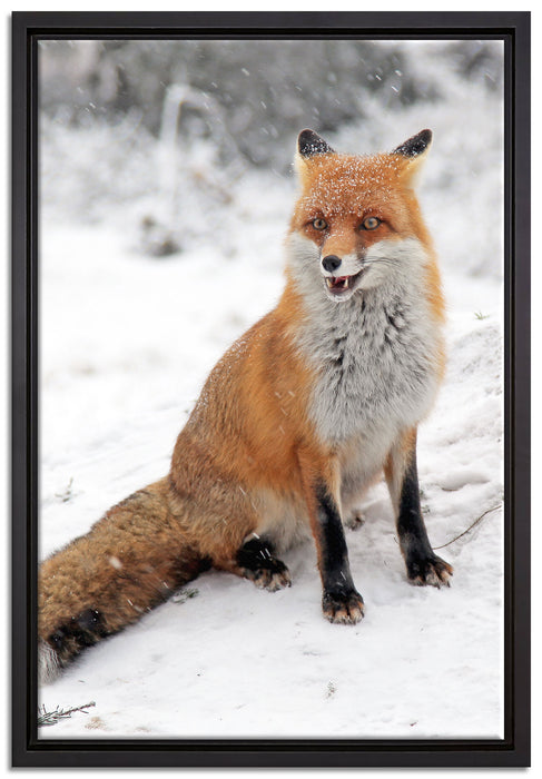 Fuchs im Schnee auf Leinwandbild gerahmt Größe 60x40