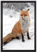 Fuchs im Schnee auf Leinwandbild gerahmt Größe 60x40