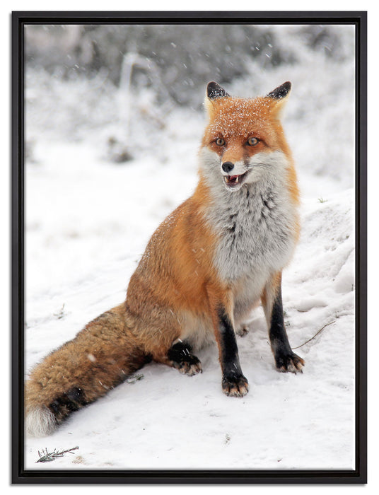 Fuchs im Schnee auf Leinwandbild gerahmt Größe 80x60