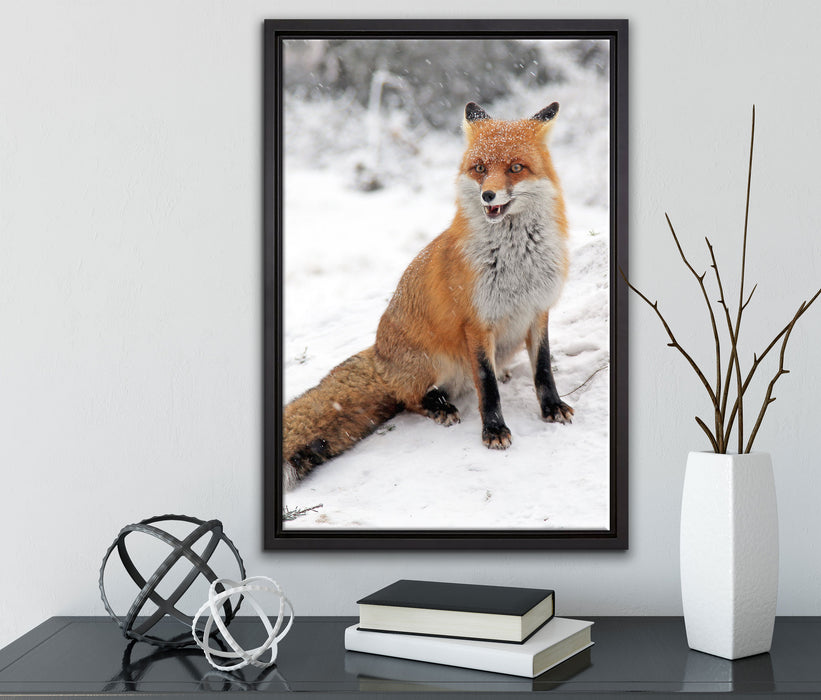 Fuchs im Schnee auf Leinwandbild gerahmt mit Kirschblüten