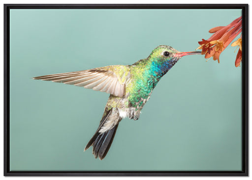 Bunter Kolibri auf Leinwandbild gerahmt Größe 100x70