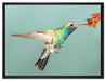 Bunter Kolibri auf Leinwandbild gerahmt Größe 80x60