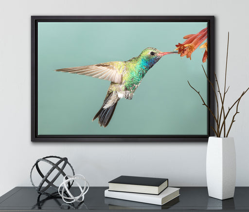 Bunter Kolibri auf Leinwandbild gerahmt mit Kirschblüten