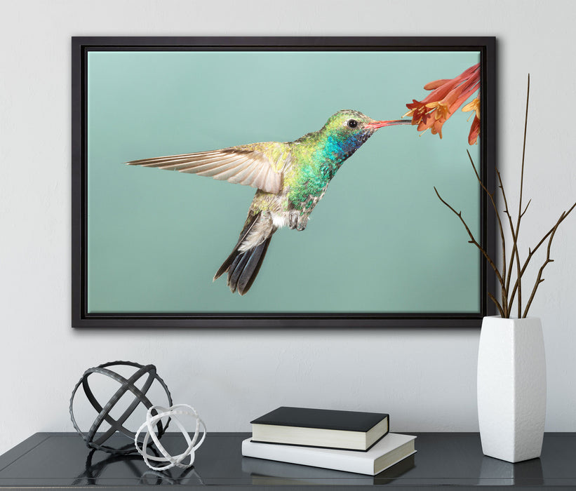Bunter Kolibri auf Leinwandbild gerahmt mit Kirschblüten