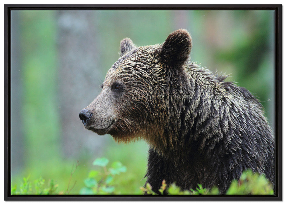 Kleiner Bär auf Leinwandbild gerahmt Größe 100x70