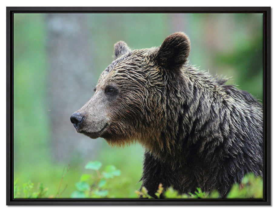 Kleiner Bär auf Leinwandbild gerahmt Größe 80x60