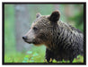 Kleiner Bär auf Leinwandbild gerahmt Größe 80x60