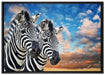 Zebra Pärchen auf Leinwandbild gerahmt Größe 100x70