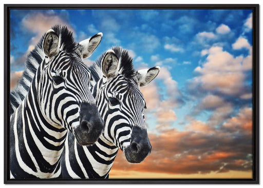Zebra Pärchen auf Leinwandbild gerahmt Größe 100x70
