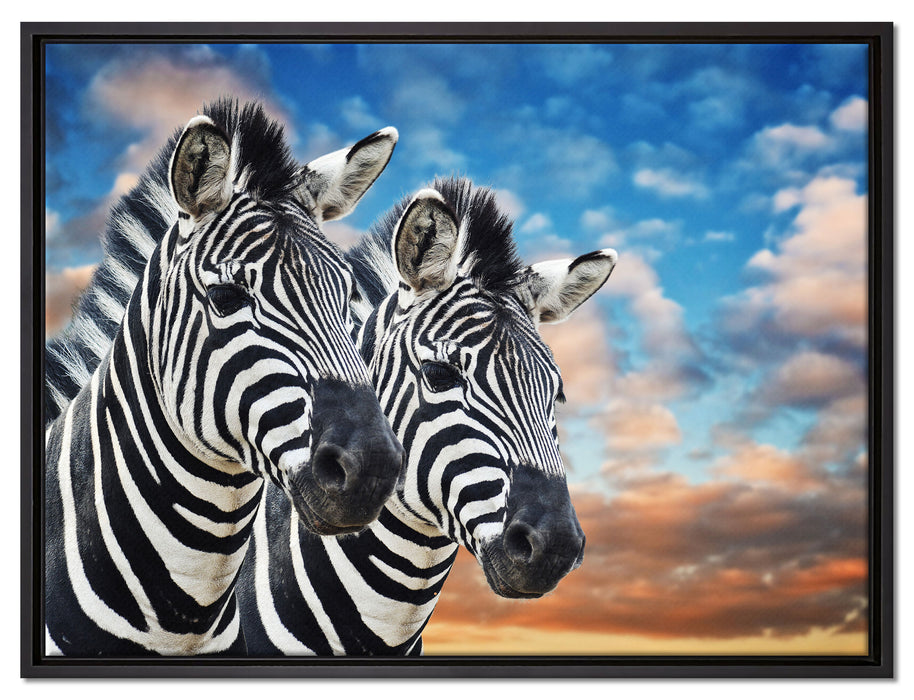 Zebra Pärchen auf Leinwandbild gerahmt Größe 80x60