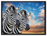 Zebra Pärchen auf Leinwandbild gerahmt Größe 80x60