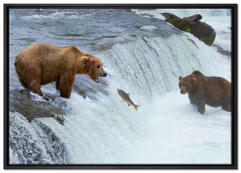 Bären fangen Lachs auf Leinwandbild gerahmt Größe 100x70