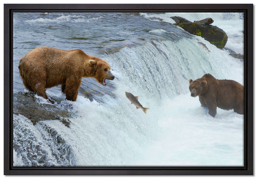Bären fangen Lachs auf Leinwandbild gerahmt Größe 60x40