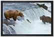 Bären fangen Lachs auf Leinwandbild gerahmt Größe 60x40