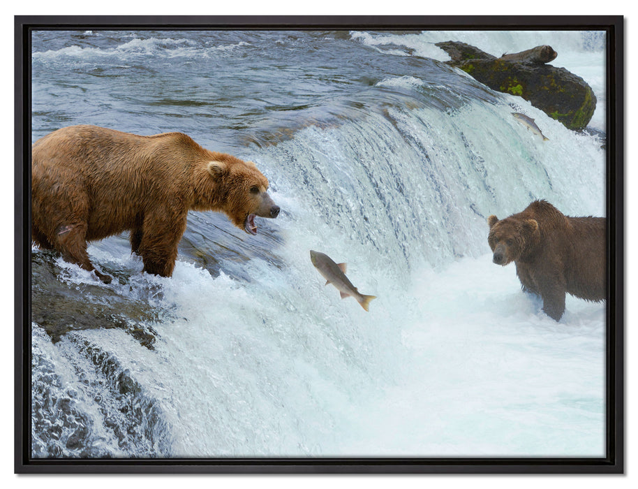 Bären fangen Lachs auf Leinwandbild gerahmt Größe 80x60