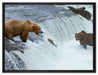 Bären fangen Lachs auf Leinwandbild gerahmt Größe 80x60