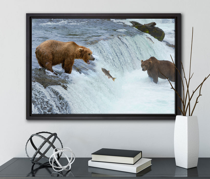 Bären fangen Lachs auf Leinwandbild gerahmt mit Kirschblüten