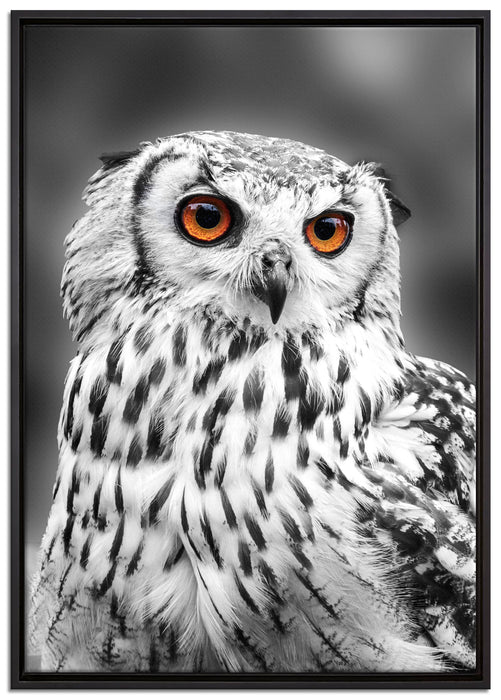Eule mit orangen Augen auf Leinwandbild gerahmt Größe 100x70