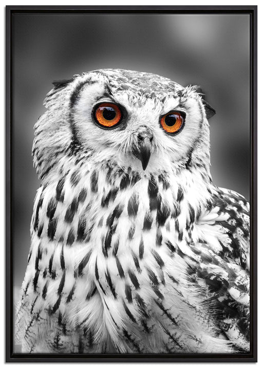 Eule mit orangen Augen auf Leinwandbild gerahmt Größe 100x70