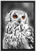 Eule mit orangen Augen auf Leinwandbild gerahmt Größe 60x40