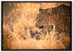 Jagender Leopard auf Leinwandbild gerahmt Größe 100x70