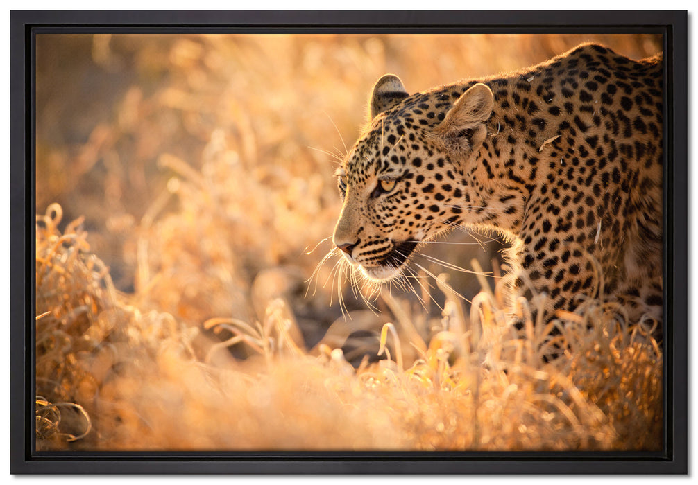 Jagender Leopard auf Leinwandbild gerahmt Größe 60x40