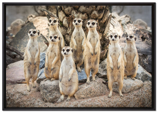 Lustige Erdmännchen auf Leinwandbild gerahmt Größe 100x70