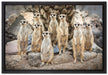 Lustige Erdmännchen auf Leinwandbild gerahmt Größe 60x40
