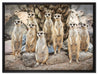 Lustige Erdmännchen auf Leinwandbild gerahmt Größe 80x60