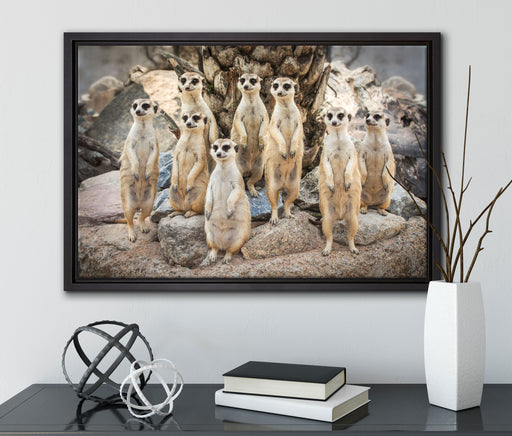 Lustige Erdmännchen auf Leinwandbild gerahmt mit Kirschblüten