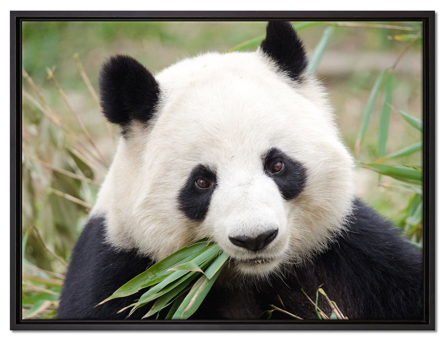 Pandabär frisst Bambus auf Leinwandbild gerahmt Größe 80x60