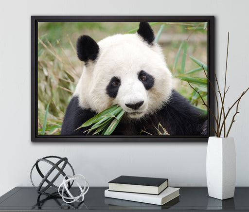 Pandabär frisst Bambus auf Leinwandbild gerahmt mit Kirschblüten