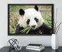 Pandabär frisst Bambus auf Leinwandbild gerahmt mit Kirschblüten