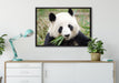 Pandabär frisst Bambus auf Leinwandbild gerahmt verschiedene Größen im Wohnzimmer